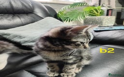 Mixed Breed cats for sale: 4 kittens for sale - Image 3