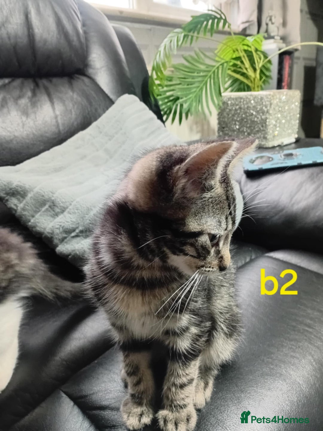 Mixed Breed cats for sale: 4 kittens for sale - Image 3