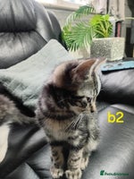 Mixed Breed cats - Advert 14