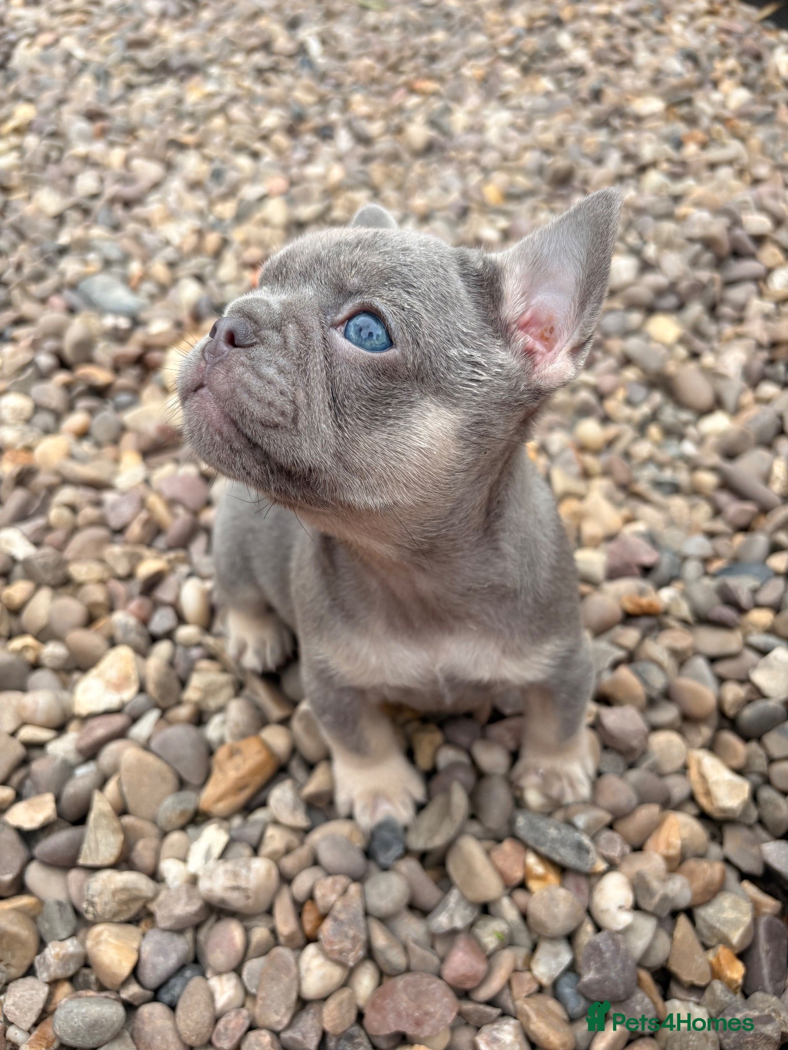 French Bulldog dogs Gorgeous French girls available  - Advert 4