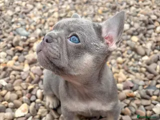 French Bulldog dogs Gorgeous French girls available - Advert 4