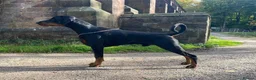 Dobermann dogs for sale: Outstanding KC Reg Dobermann Pups Rust and Black  - Advert 3