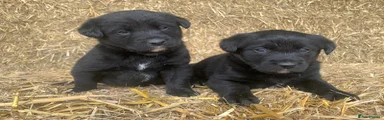 Puppy 1