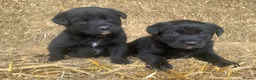 Borador dogs for sale: Labrador X board collies  - Advert 5