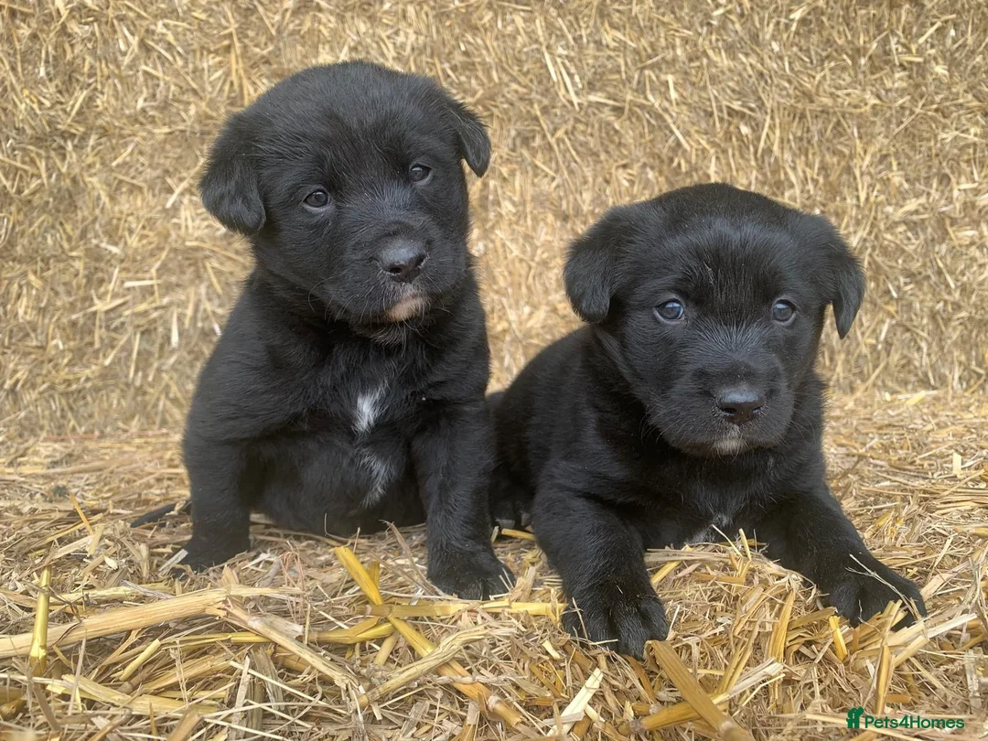 Borador dogs for sale: Labrador X board collies  - Advert 5