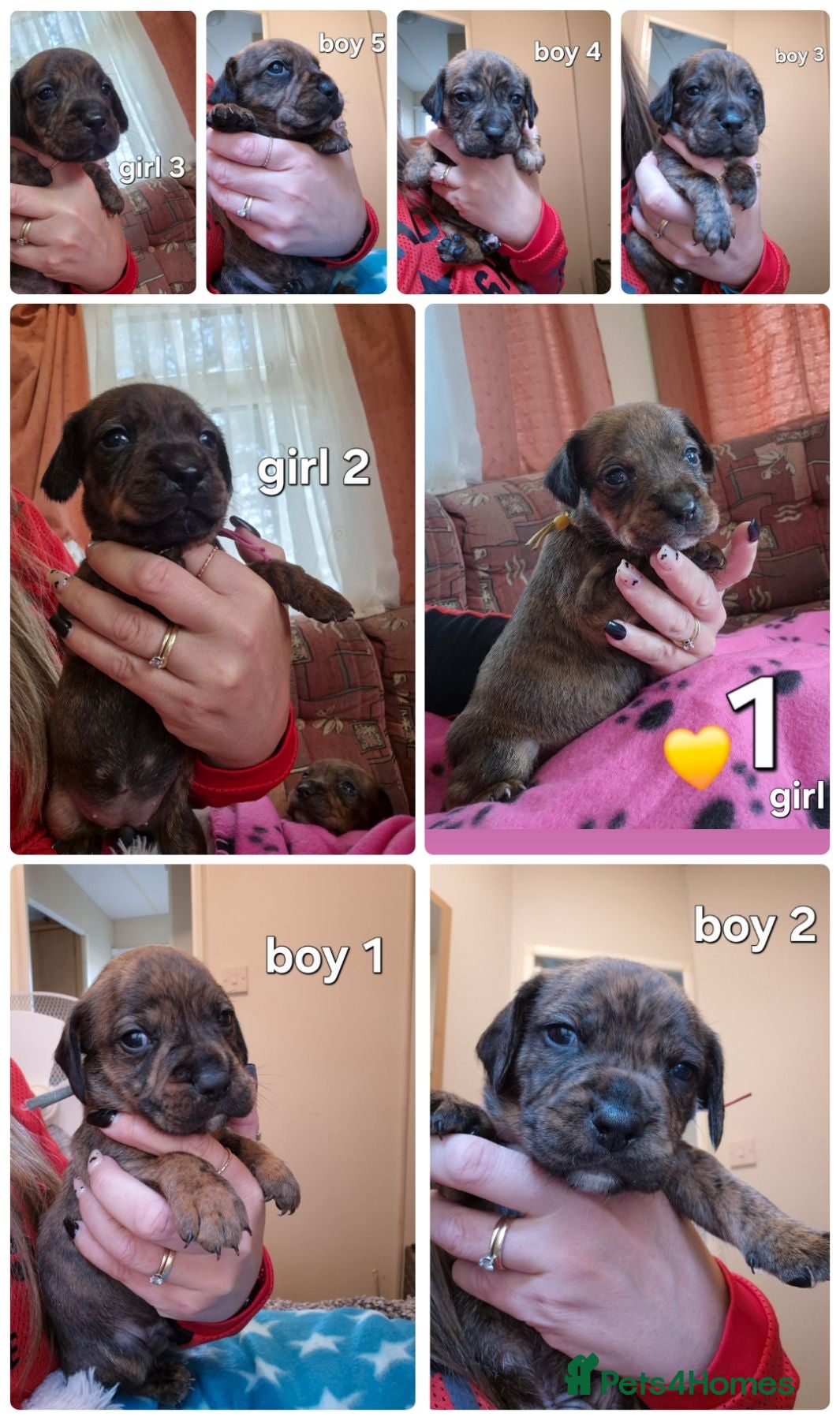 Mixed Breed dogs Gorgeous lil puppies - Advert 2