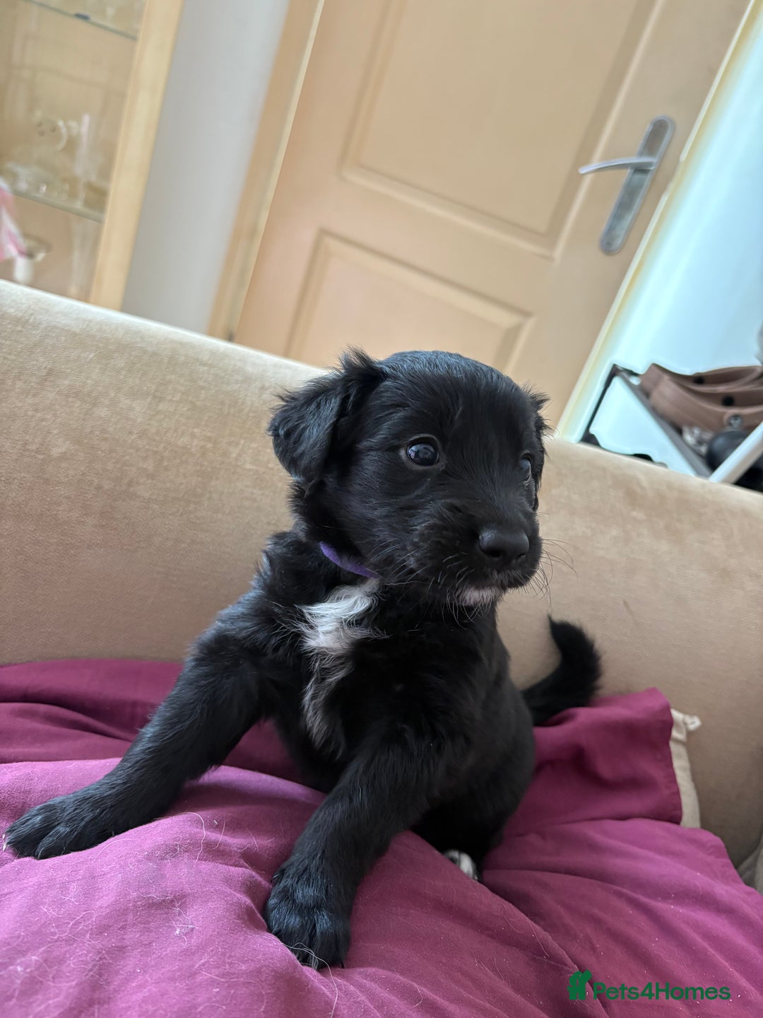 Mixed Breed dogs for sale: 5 Stunning Border Retrievers  - Image 6