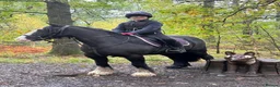 Riding pony horses for sale: 12 yr old cob mare. Perfect happy hacker/lead rein - Advert 6