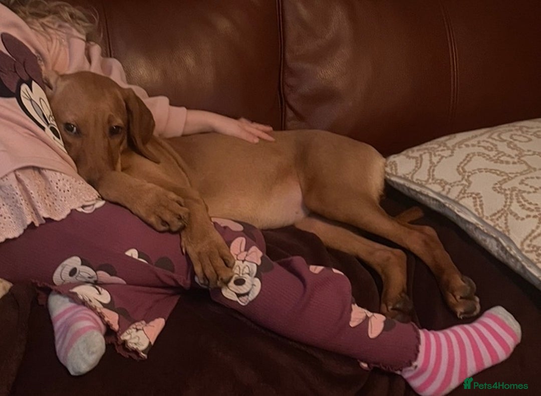 Labrador Retriever dogs for sale: Red fox Labrador for rehoming (NOT A LITTER) - Advert 2