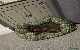 Miniature Dachshund dogs for sale: Miniature Dachshund for rehoming  - Image 2