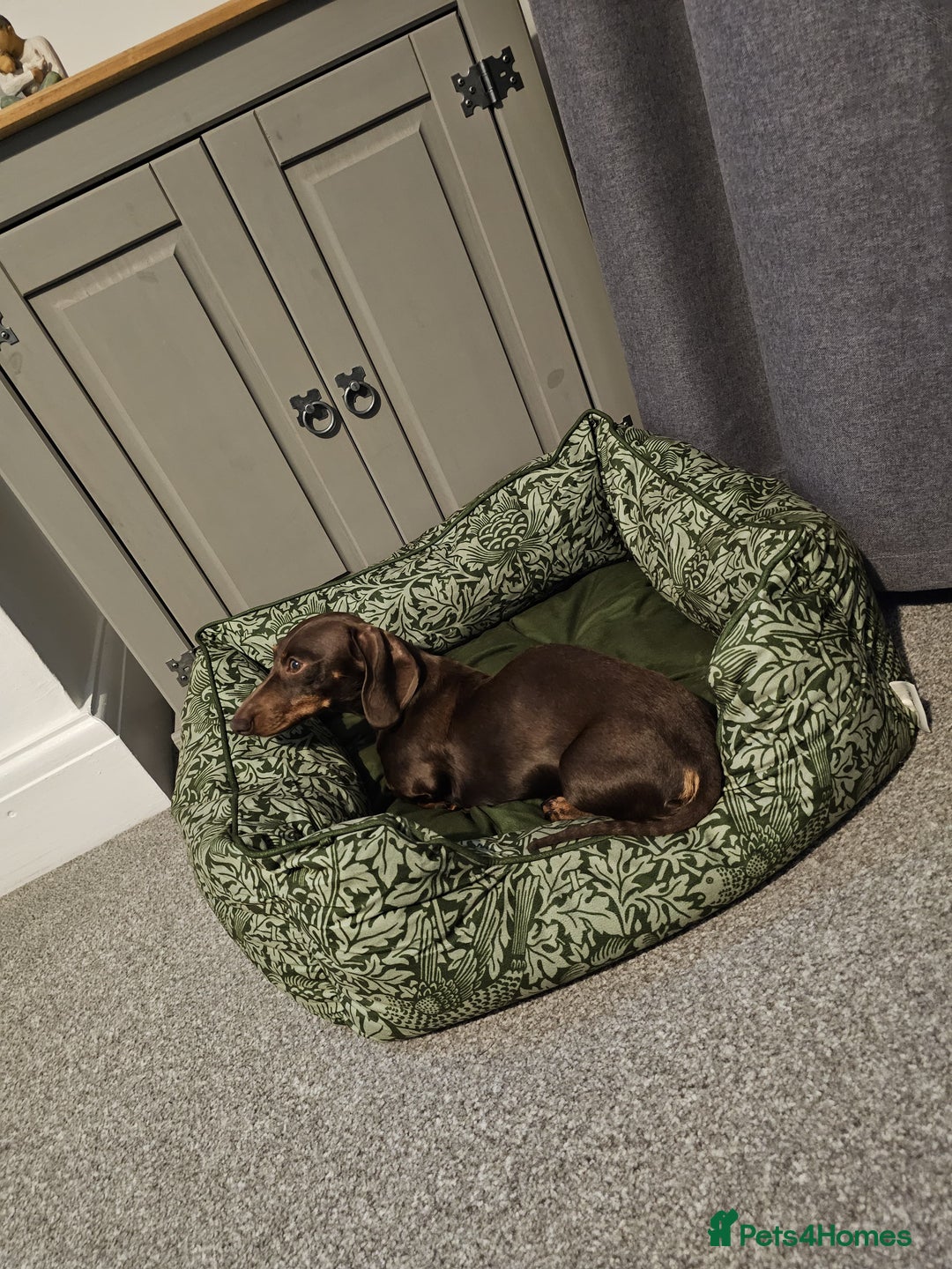 Miniature Dachshund dogs for sale: Miniature Dachshund for rehoming  - Image 2