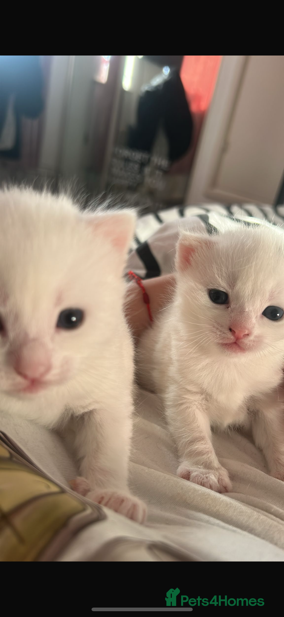 Mixed Breed cats for sale: Male white kittens  - Advert 2