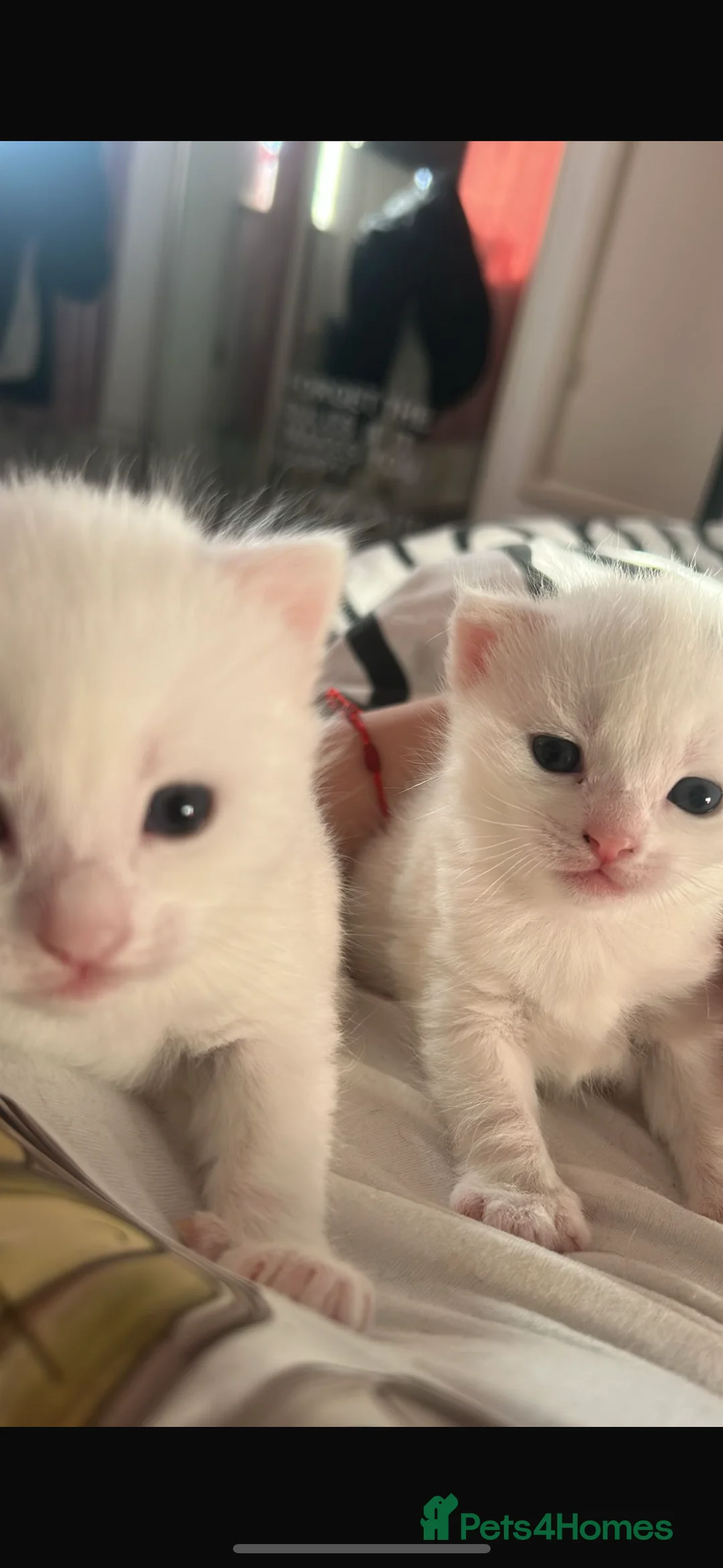 Mixed Breed cats for sale: Male white kittens ready 12.02.26 - Advert 2