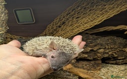 Pygmy Hedgehog rodents for sale: Baby Lesser Tenrecs available  - Image 12