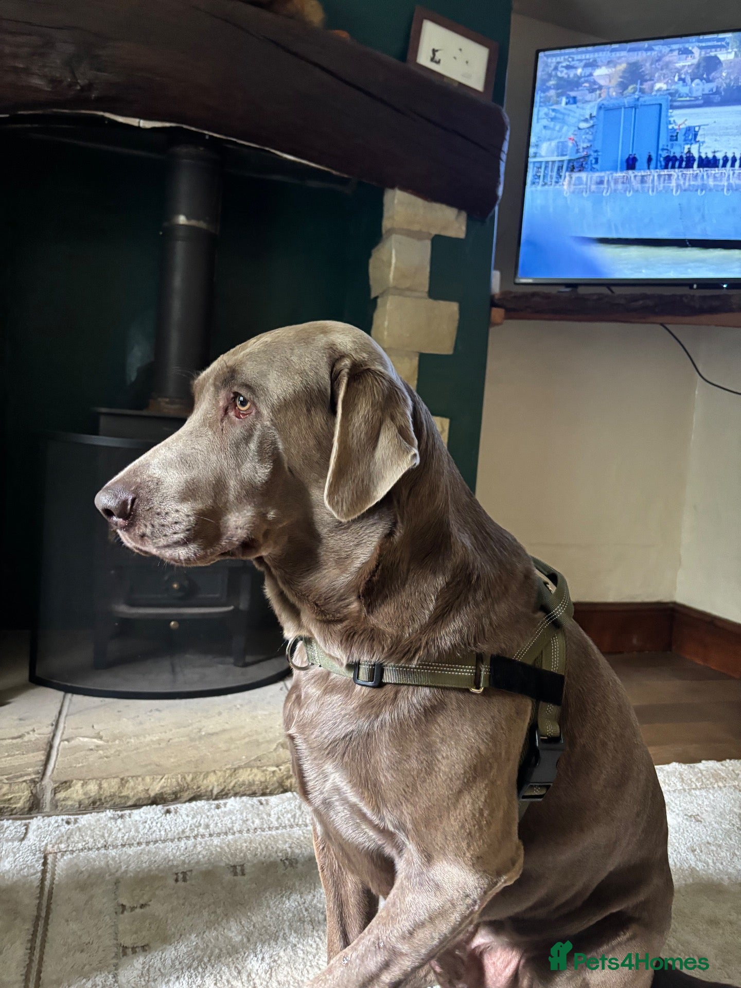 Labrador Retriever dogs KC health tested silver Labrador stud - Advert 2