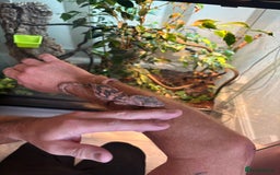 Chameleon reptiles for sale: Female Panther chameleon - Image 5