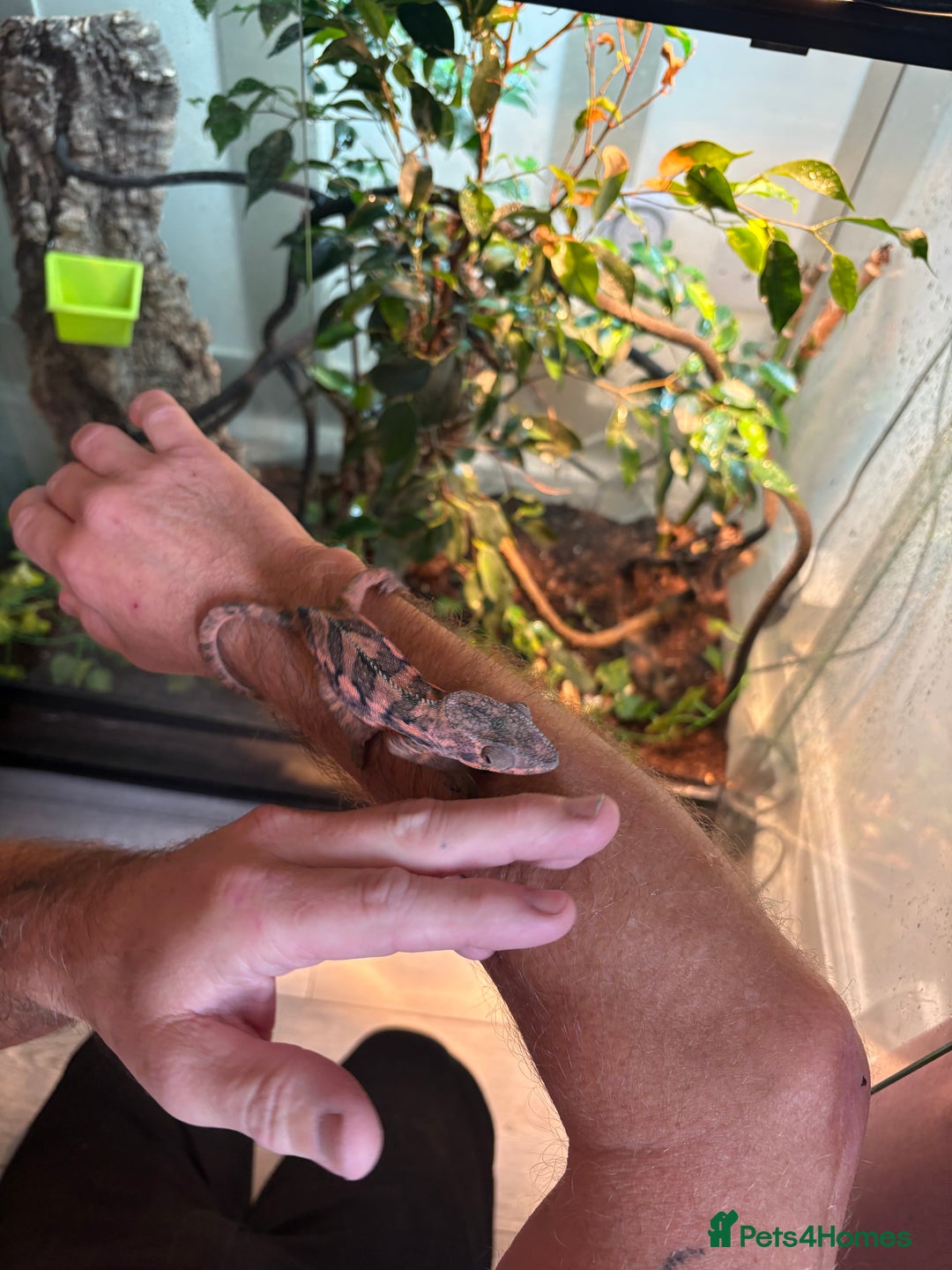 Chameleon reptiles for sale: Female Panther chameleon - Image 5