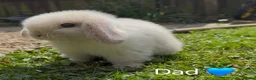 Mini Lop rabbits for sale: Mini lop  - Advert 4