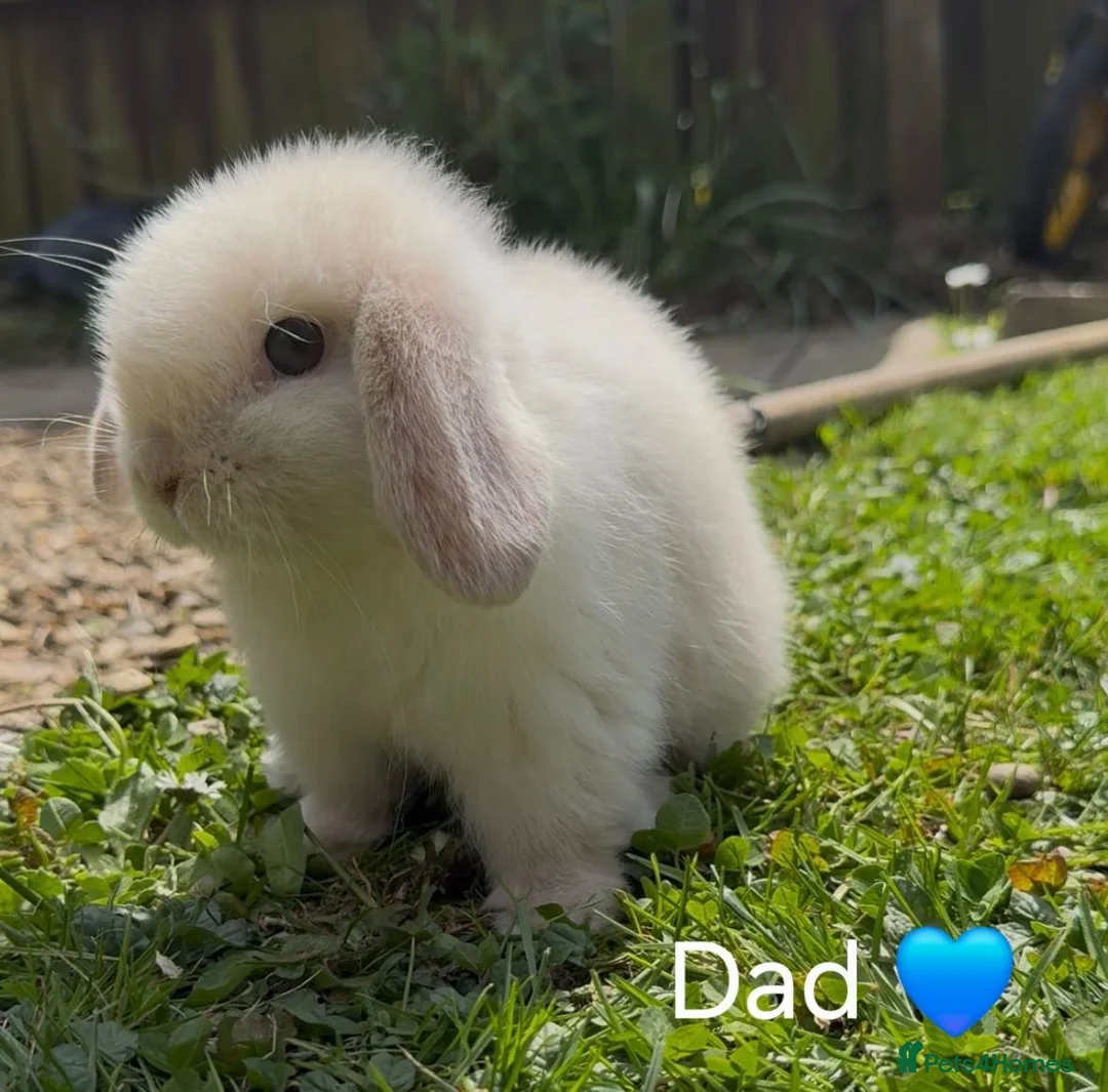 Mini Lop rabbits for sale: 1 mini lop left - Advert 2