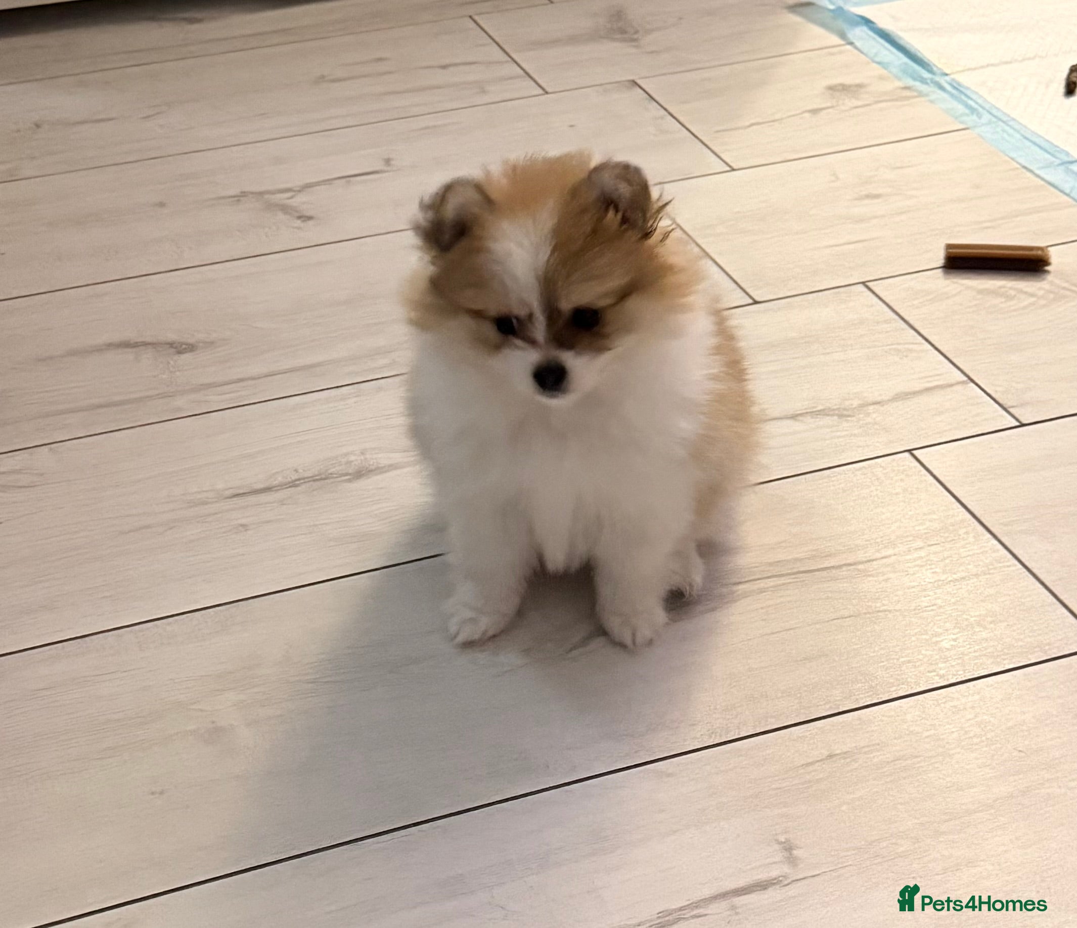 Pomchi dogs 3/4Pom 1/4chi Pomchi, ONLY GIRL AVAILABLE… - Advert 18