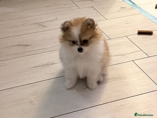 Pomchi dogs 3/4Pom 1/4chi Pomchi, ONLY GIRL AVAILABLE… - Advert 18