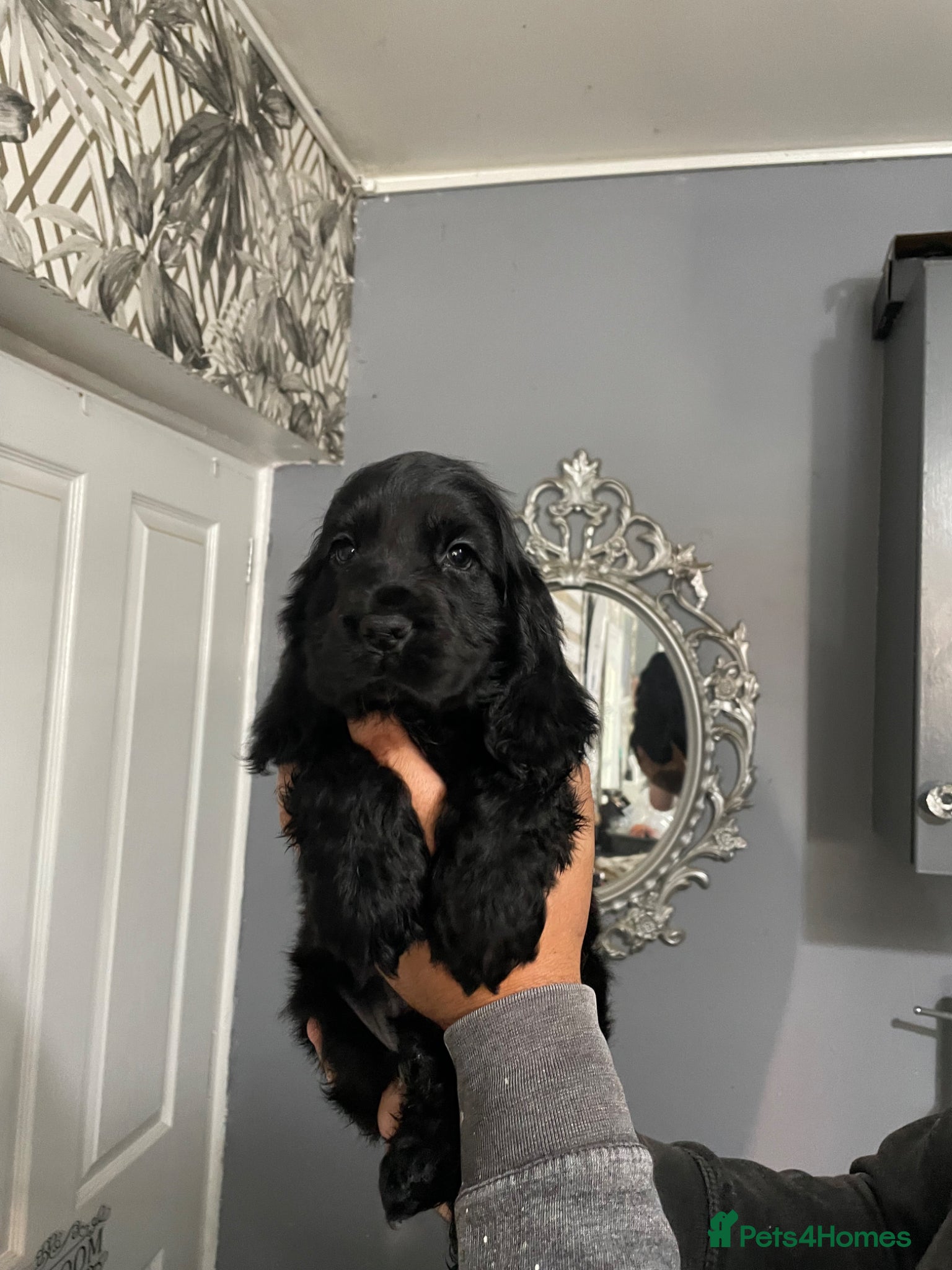 Cocker Spaniel dogs Stunning show type cocker spaniel puppies  - Advert 2