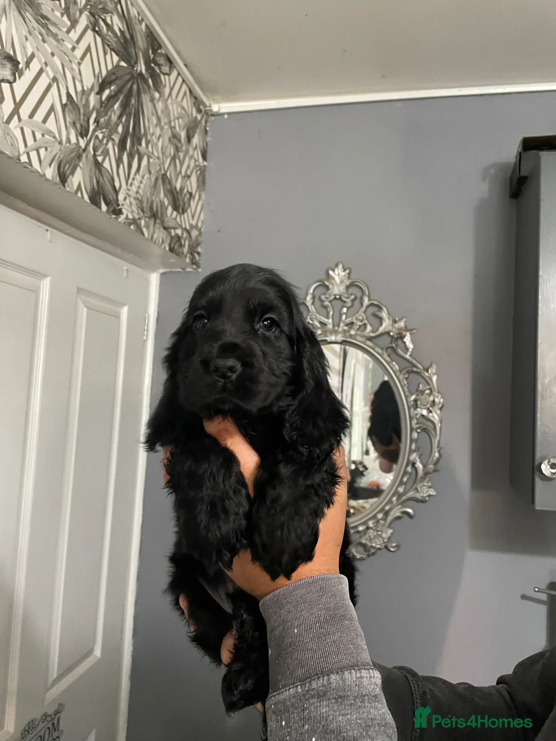 Cocker Spaniel dogs for sale: Stunning show type cocker spaniel puppies  - Advert 2