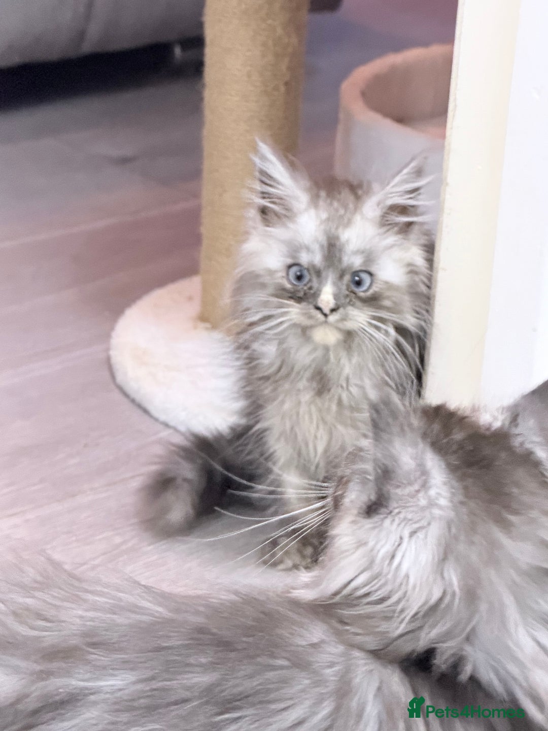Maine Coon cats for sale: Maine coon kittens  - Advert 4
