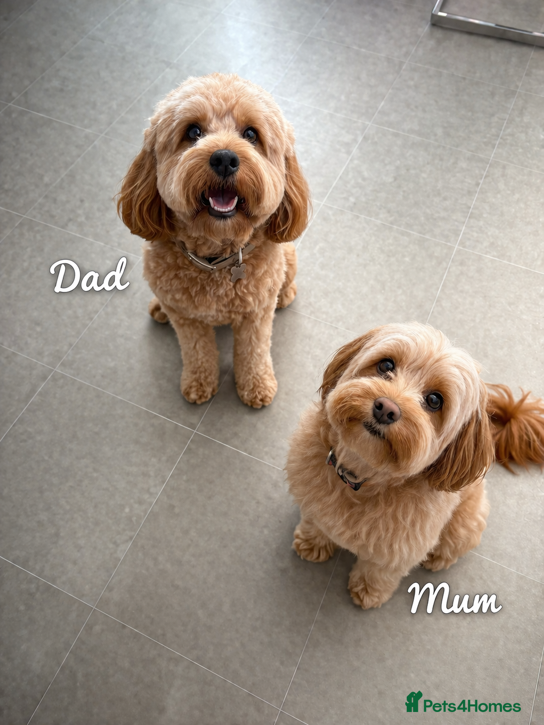 Cavapoo dogs Cavapoo - Advert 2