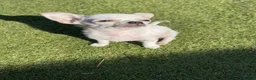 Chihuahua dogs for sale: Last boy left - Advert 10