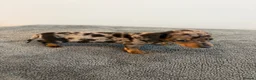 Dachshund dogs for sale: Beautiful Dachshund puppies  - Advert 6