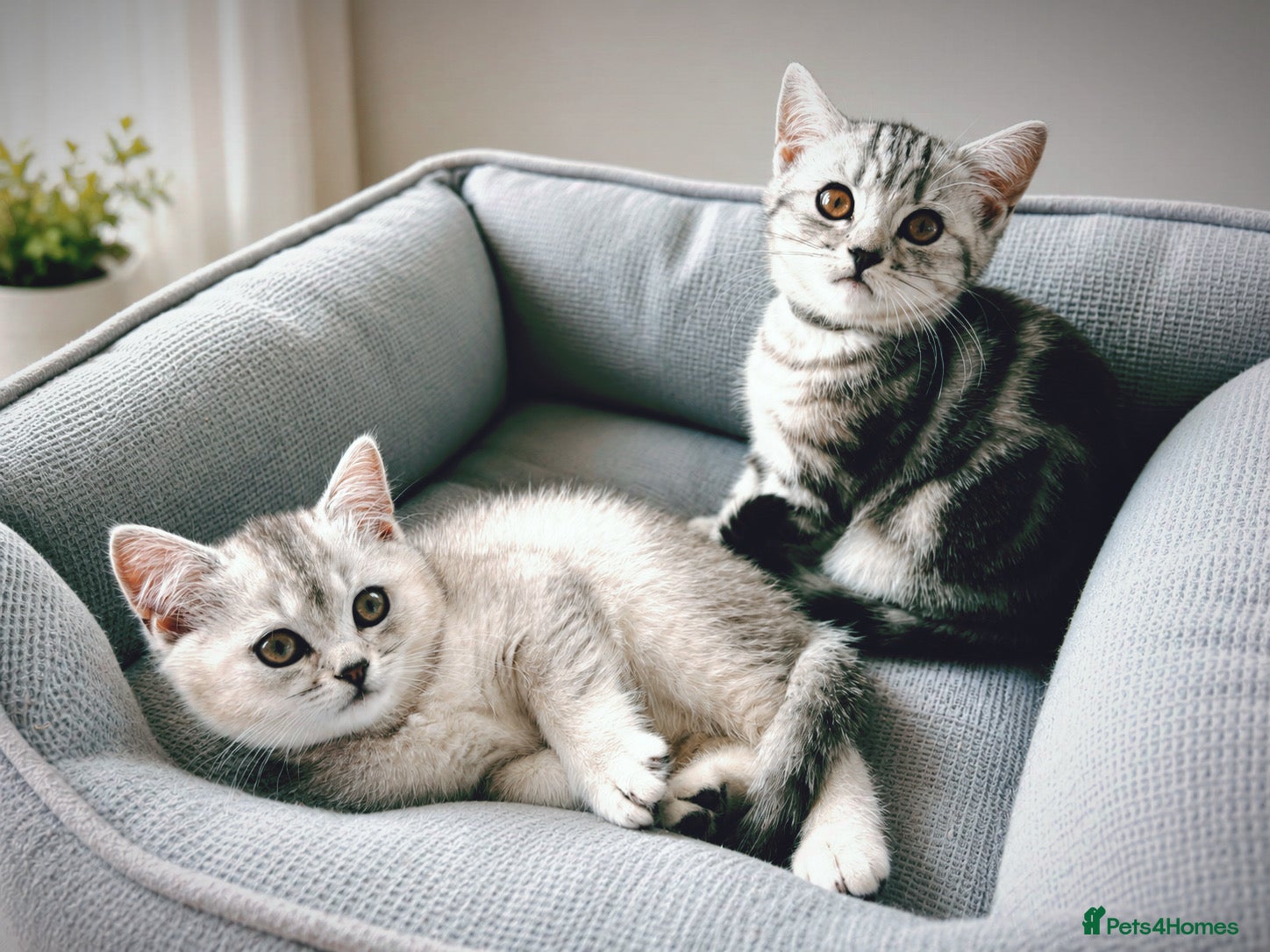 British Shorthair cats GCCF BSH silver tabby and silver chinchilla girls - Advert 17
