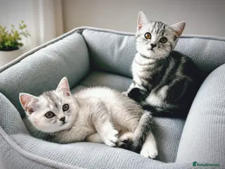 British Shorthair cats GCCF BSH silver tabby and silver chinchilla girls - Advert 17