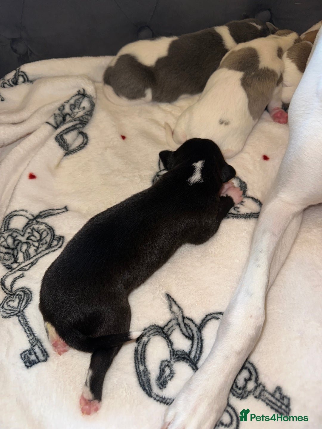 Whippet dogs for sale: KC Registered Whippet Puppies - Advert 7