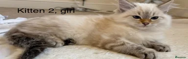 Siberian 2