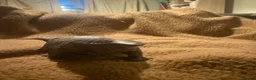 Sphynx cats for sale: Beautiful Sphynx kittens  - Advert 6