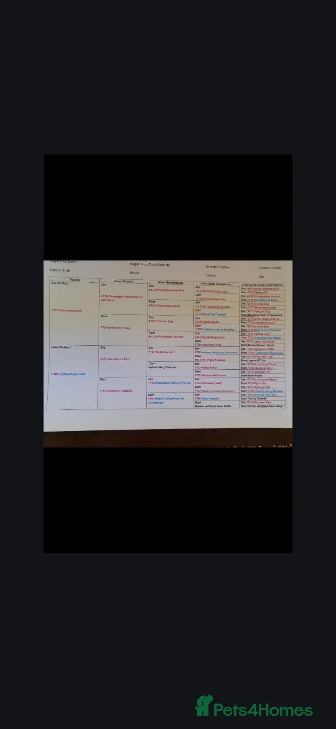 English Springer Spaniel dogs for stud: Hugo - Champion Lineage Springer Spaniel for Stud - Advert 7