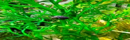 Snails fish for sale: Purple Mystery Snails - Advert 4