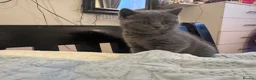 Brazilian Shorthair cats for sale: British Shorthair Kitten  - Advert 6
