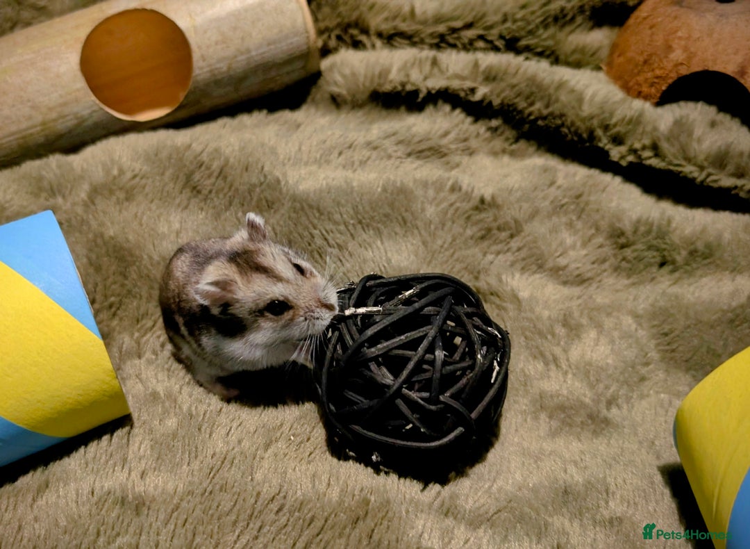 Hamster rodents for sale: Hundred Acre Hamster Rescue  - Advert 3