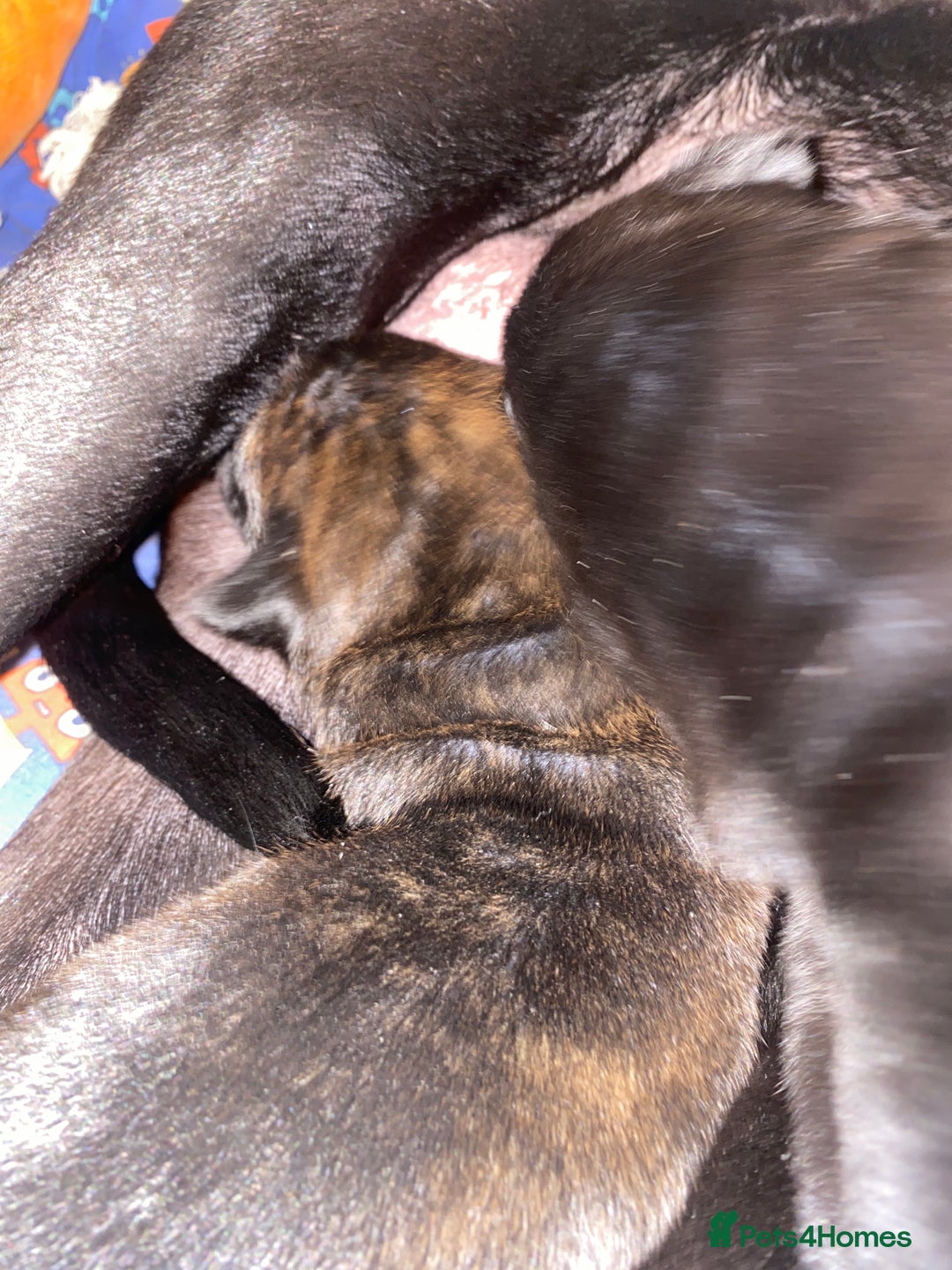 Mixed Breed dogs for sale: Belgian malanious mixed canecorso  - Advert 7