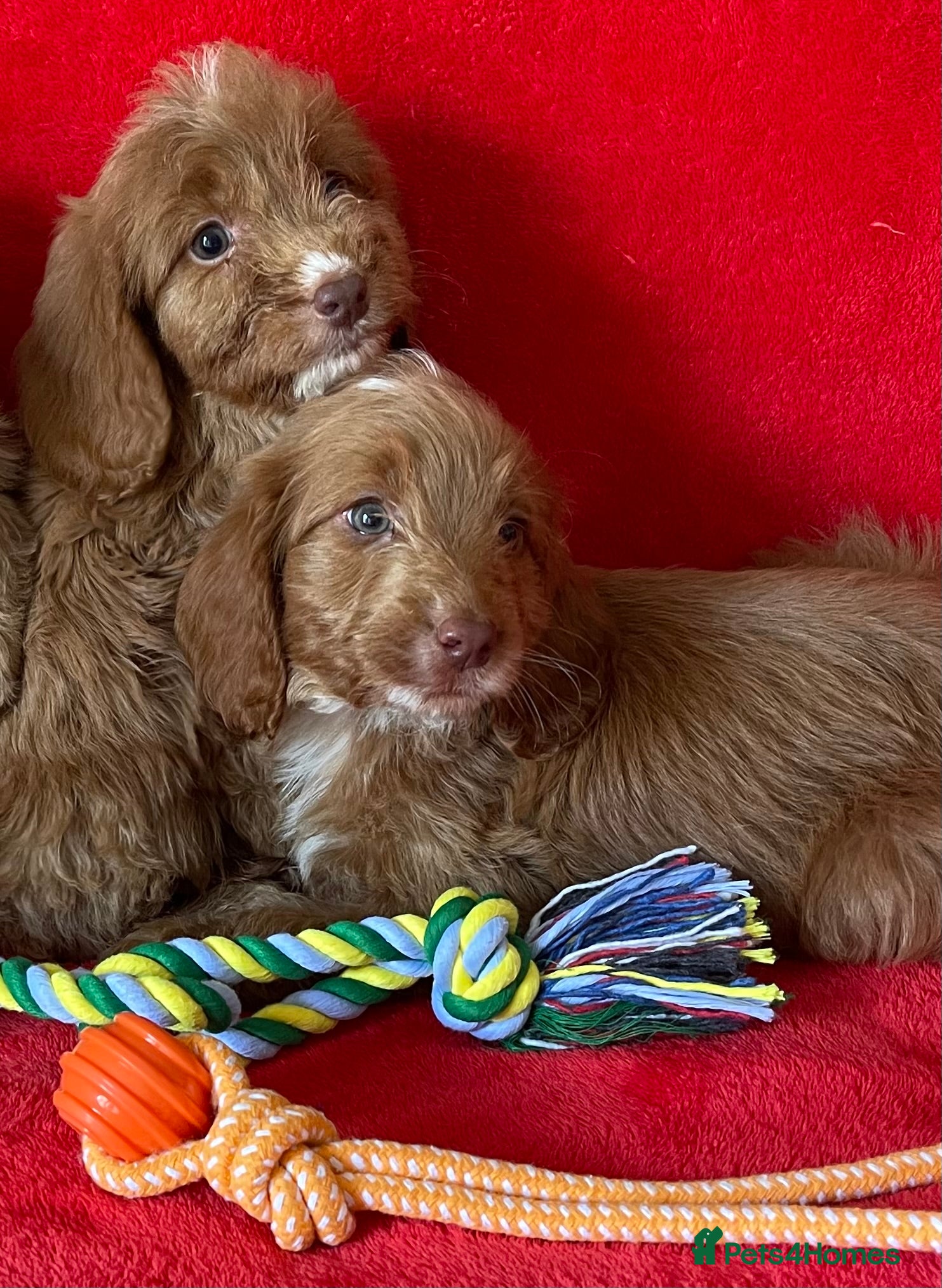 Cockapoo dogs Beautiful F1 cockerpoo pups NOW READY - Advert 2