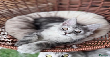 Maine Coon cats - Advert 3