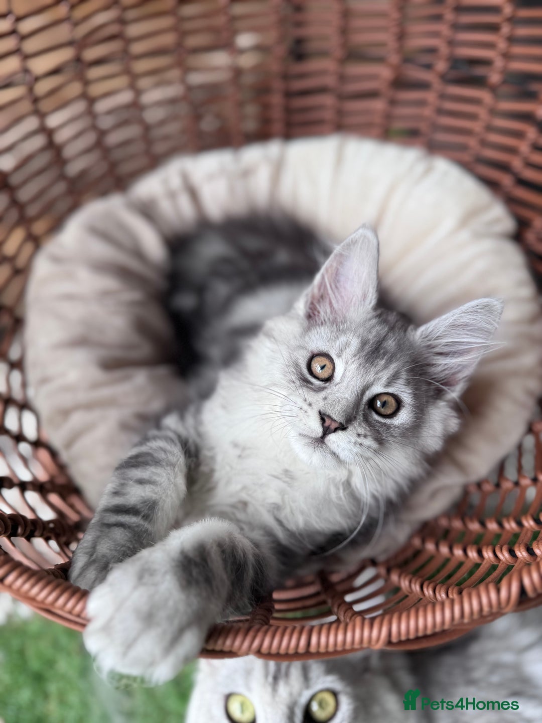 Maine Coon cats for sale: ✨🌟Beautiful The last little boy Maine Coon 😻🌟✨ - Image 2