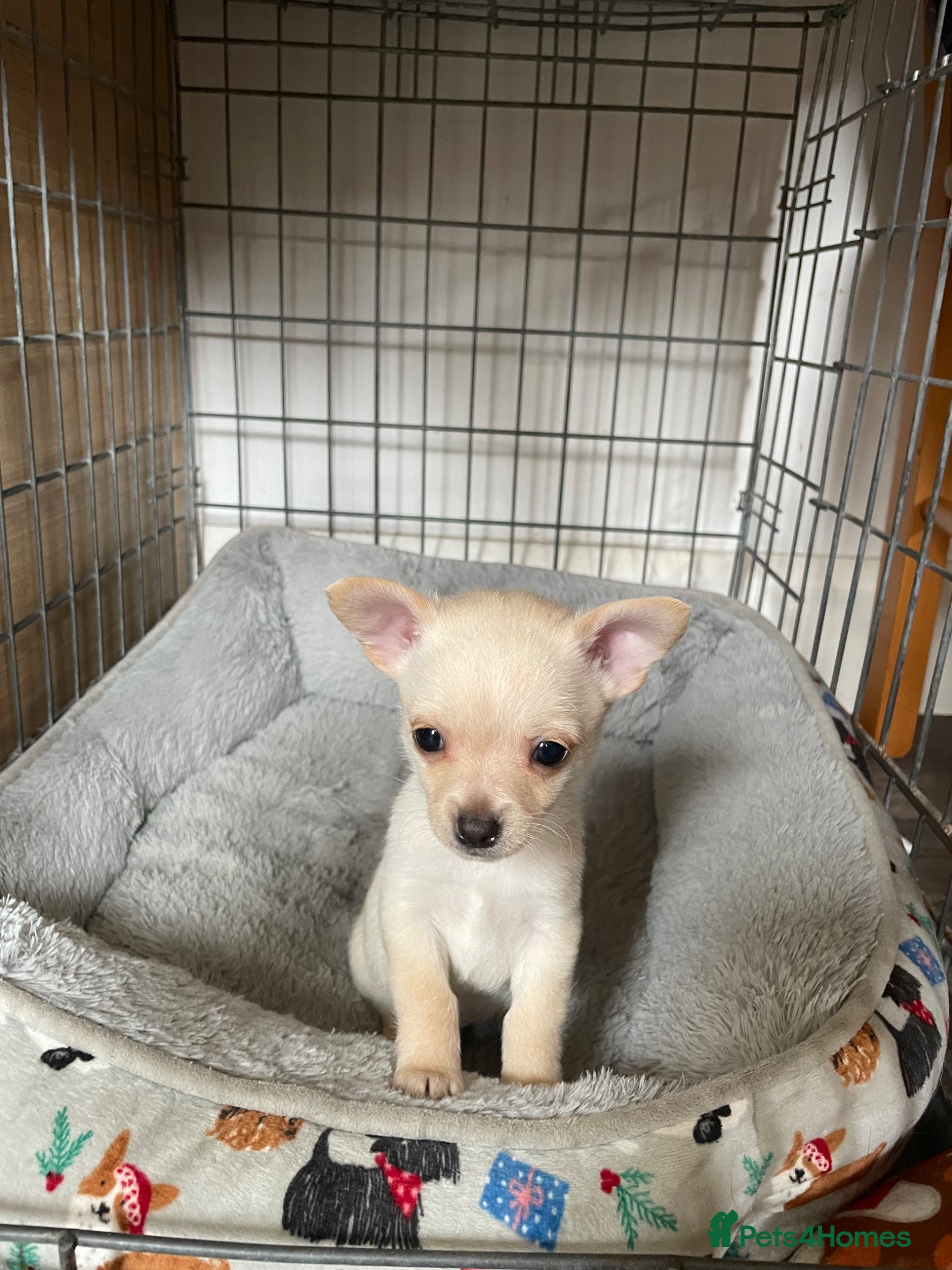 Chihuahua dogs chihuahua pups  - Advert 4