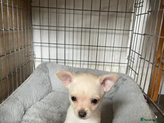 Chihuahua dogs chihuahua pups - Advert 4