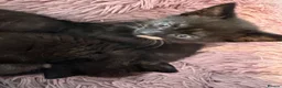 Mixed Breed cats for sale: Kittens in Ashford - Advert 3