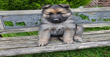 German Shepherd dogs - Advert 13