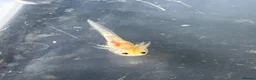 Axolotl reptiles for sale: Baby axolotl for sale - ready in 4 weeks  - Advert 2