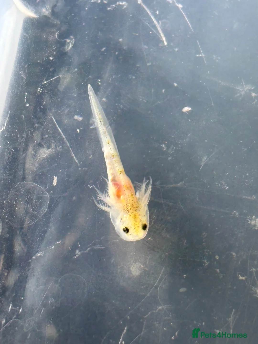 Axolotl reptiles for sale: Baby axolotl for sale - ready in 4 weeks  - Advert 2